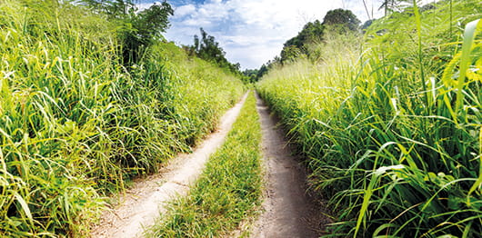 Engineering projects for the cane and beet sugar industries