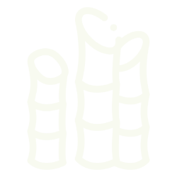 Sugar cane